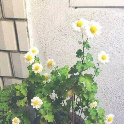 仙灵幻境2腾讯版下载
